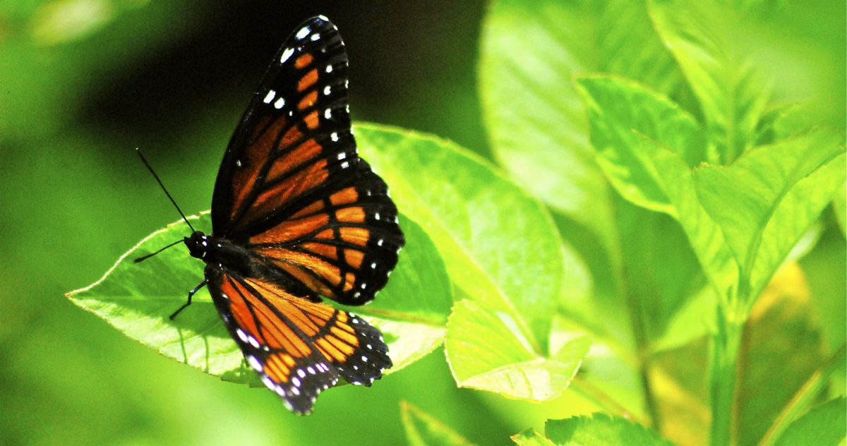 Viceroy Butterfly